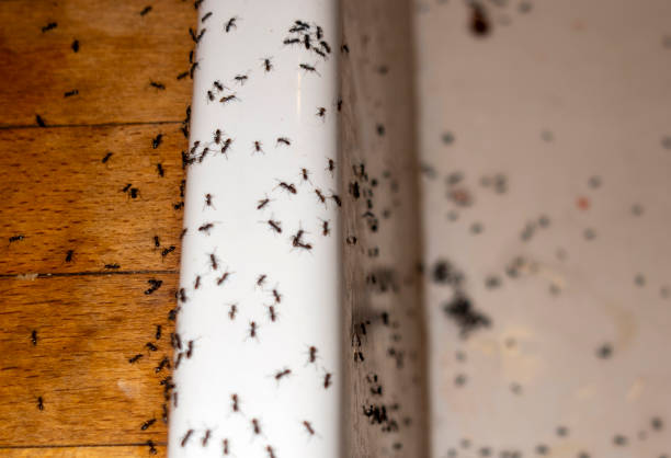 Wildlife Control Services in Cotulla, TX